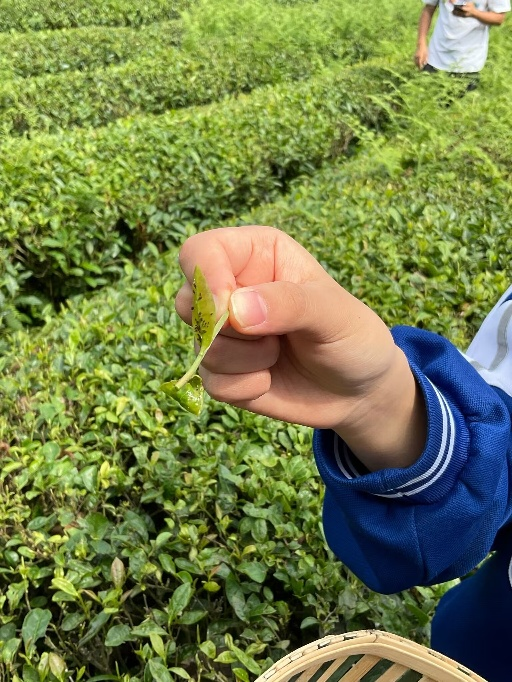 富硒茶加工工序流程视频