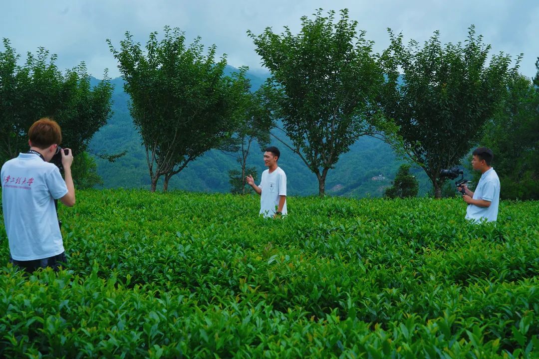 富硒茶加工工序流程视频