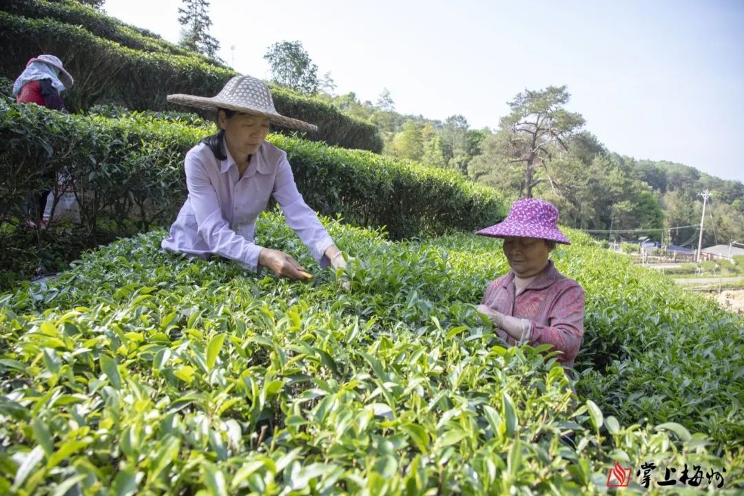 富硒茶加工工序流程视频