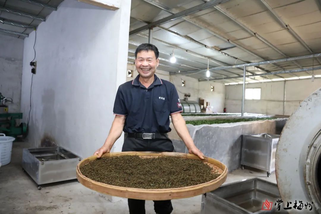 富硒茶加工工序流程视频