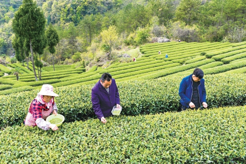 川陕革命老区通江县——红色土地上的绿色崛起