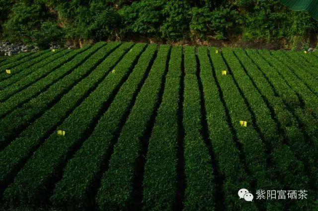 西安紫阳富硒茶销售地址