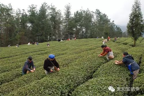 西安紫阳富硒茶销售地址