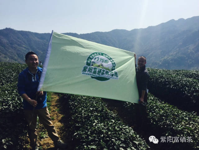 西安紫阳富硒茶销售地址