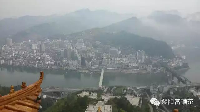 西安紫阳富硒茶销售地址