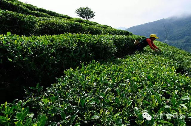 西安紫阳富硒茶销售地址