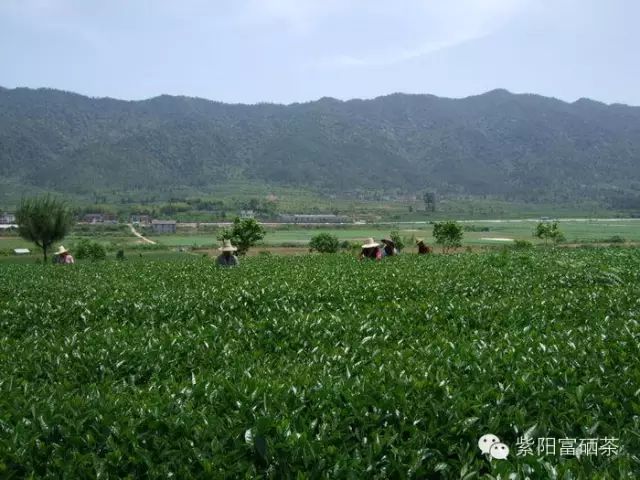 西安紫阳富硒茶销售地址