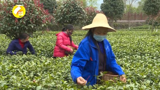 紫阳富硒茶采摘现场视频