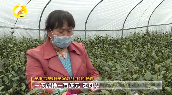 紫阳富硒茶采摘现场视频