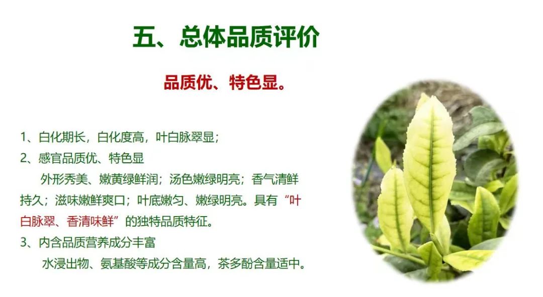 江西富硒茶恩施玉露加工