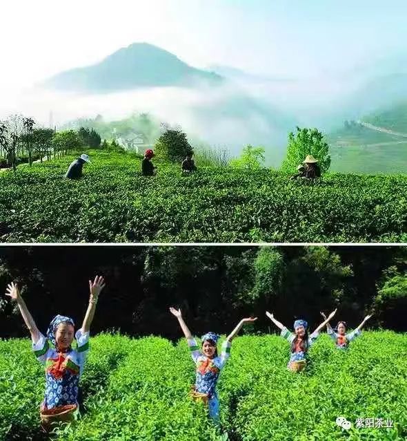 紫阳富硒茶属于什么品种