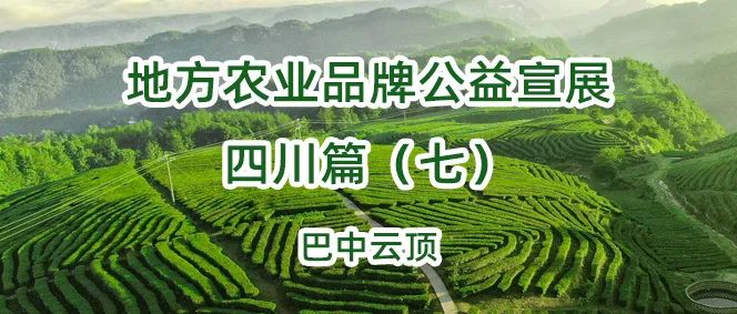 高山绿茶富硒茶如何冲泡