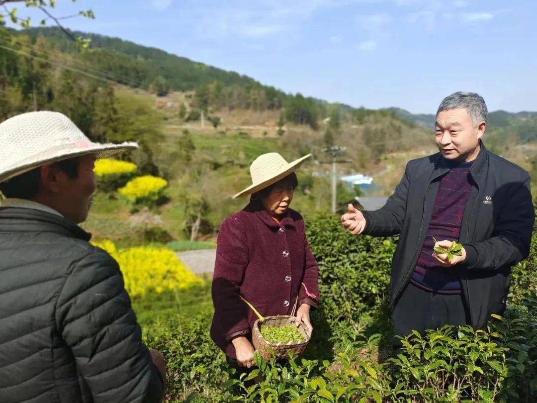 安康富硒茶产业发展意义