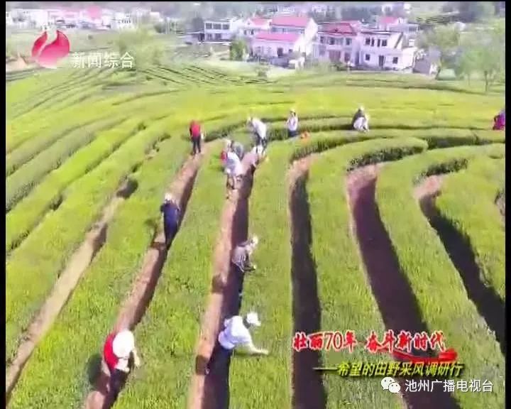 仙寓山富硒茶属于什么茶