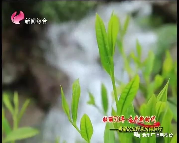 仙寓山富硒茶属于什么茶