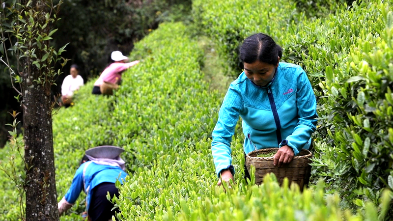 安康富硒茶陕茶1号价格