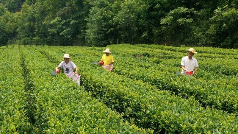 安康富硒茶陕茶1号价格