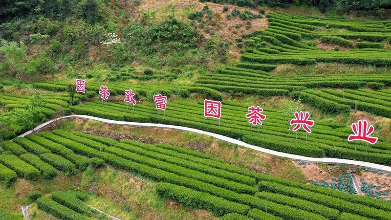 安康富硒茶陕茶1号价格