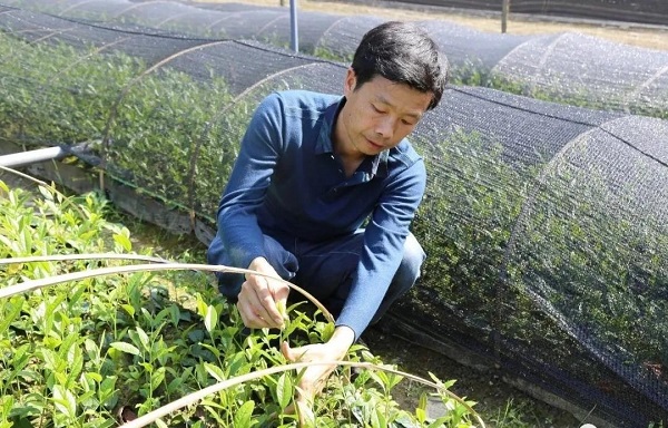 安康富硒茶陕茶1号价格