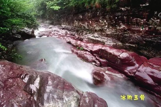 仙寓山富硒茶属于什么茶