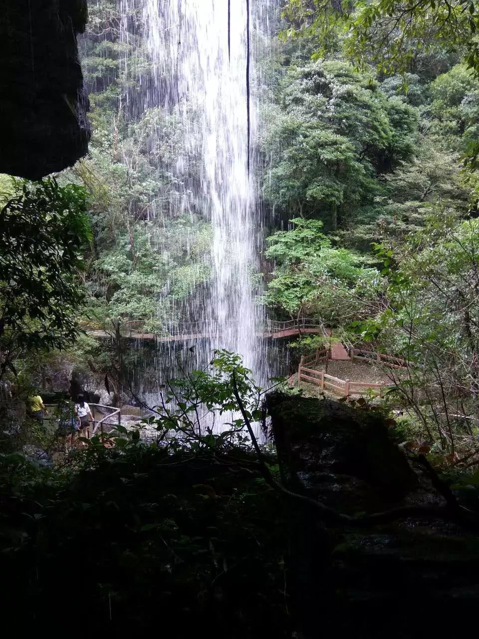 仙寓山富硒茶属于什么茶