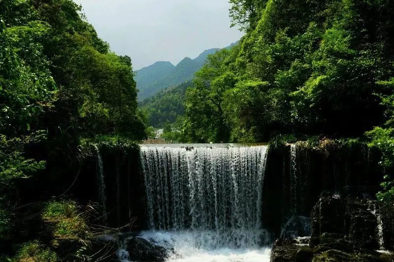 仙寓山富硒茶属于什么茶