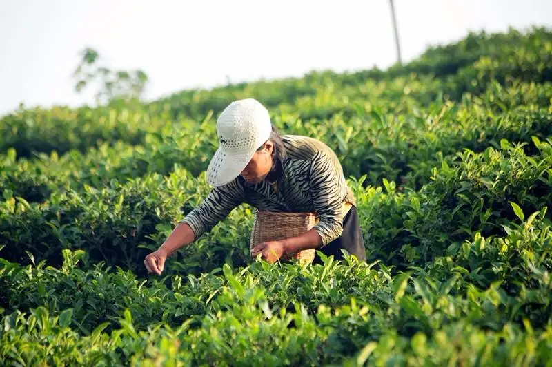 紫阳富硒茶和毛尖茶保质