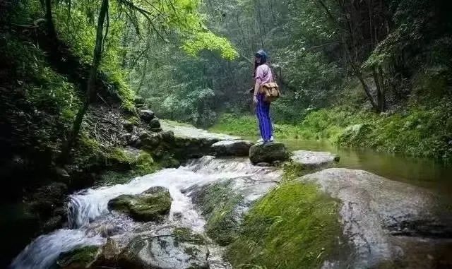 仙寓山富硒茶属于什么茶