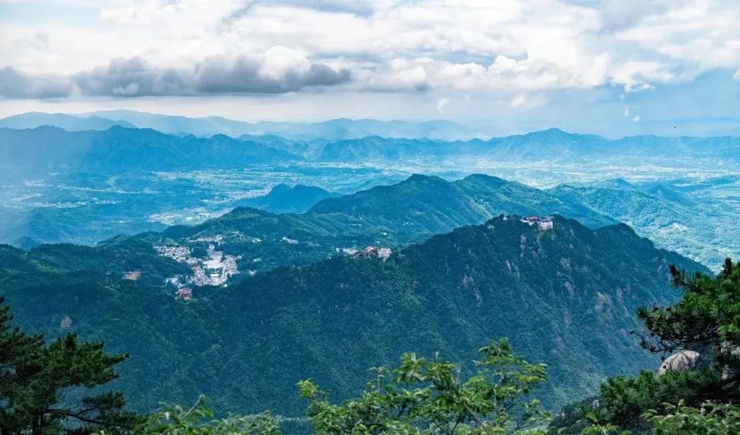 仙寓山富硒茶属于什么茶