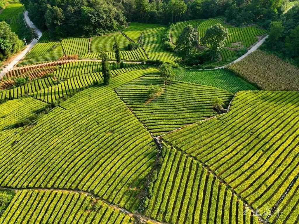 恩施富硒茶 伍家台贡茶