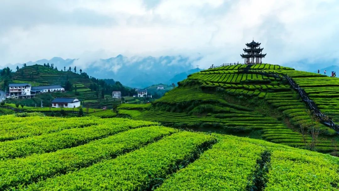 恩施富硒茶 伍家台贡茶