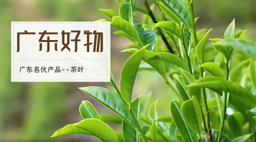 西岩高山富硒茶是什么茶