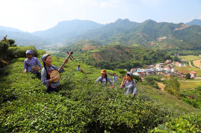 西岩高山富硒茶是什么茶