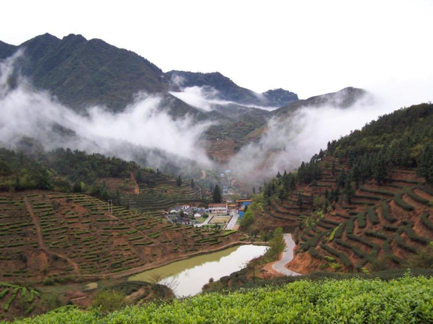 西岩高山富硒茶是什么茶