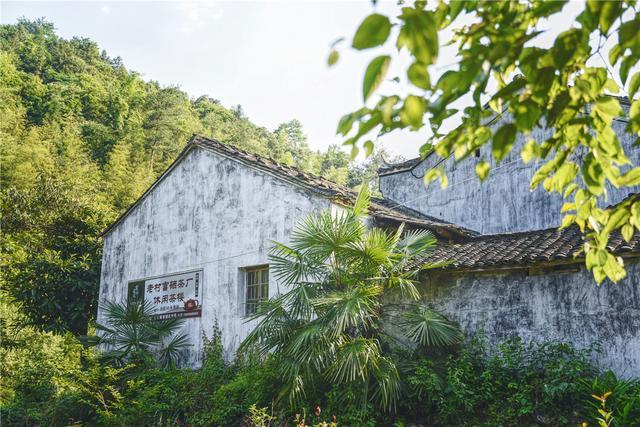 石台富硒茶在哪里生产好