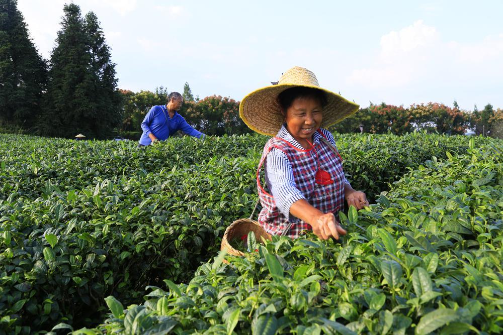 凤冈富硒茶好喝吗好喝吗