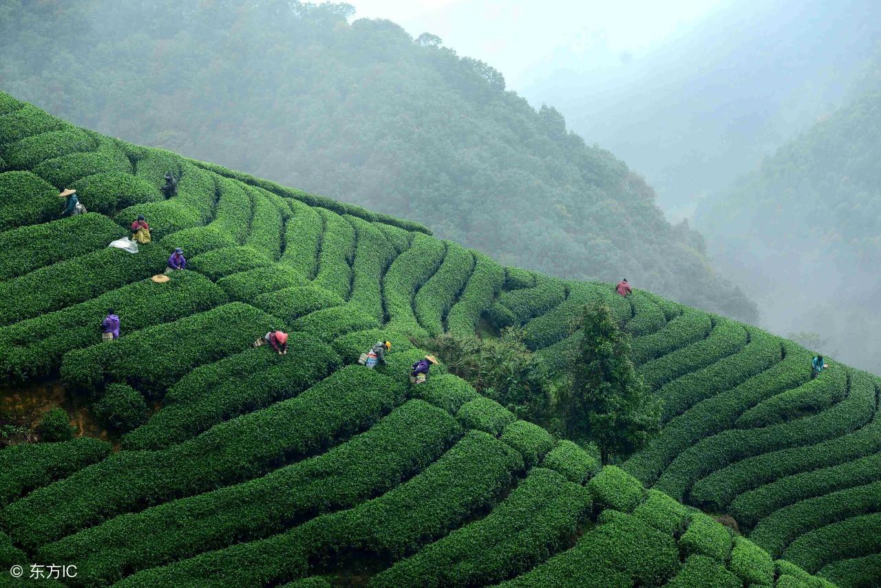 贵州开阳富硒茶是什么味