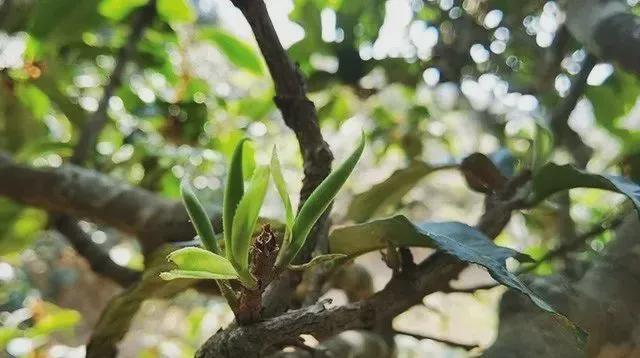 富硒高山云雾普洱茶价格