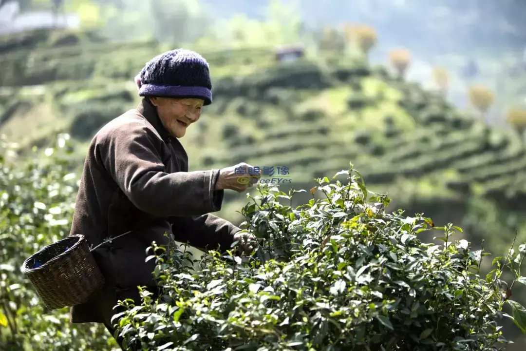 盘龙茶业紫阳富硒茶网站