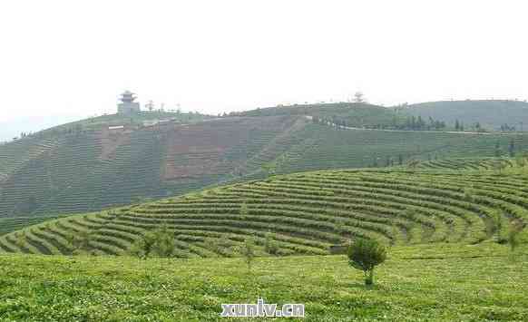 贵州地区普洱茶产地-贵州地区普洱茶产地在哪里