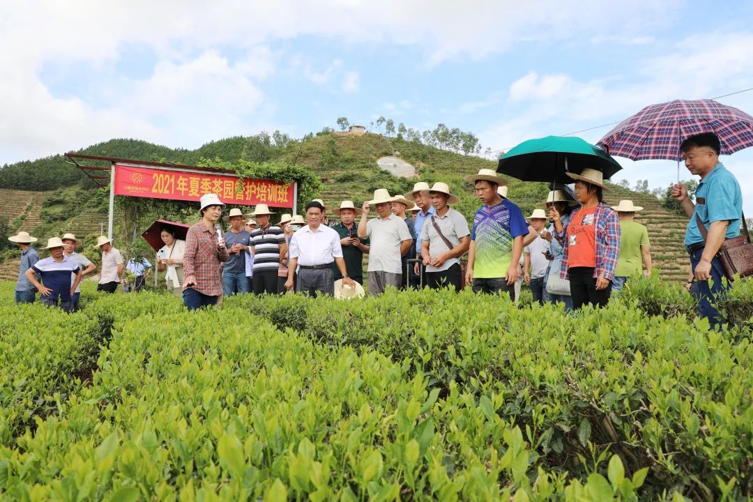 恩施富硒是什么品种的茶