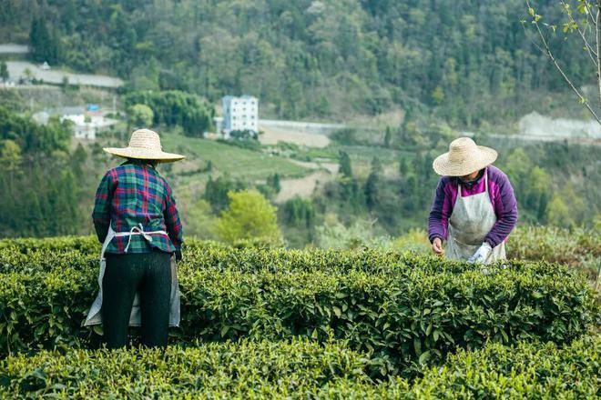 巴东的富硒茶有哪些品牌