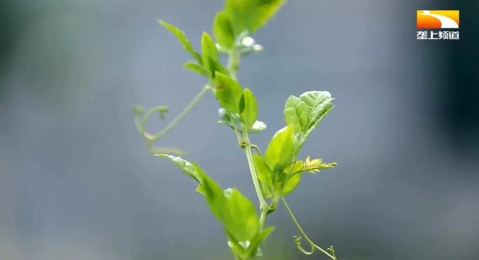 广西恩施富硒茶哪里有卖