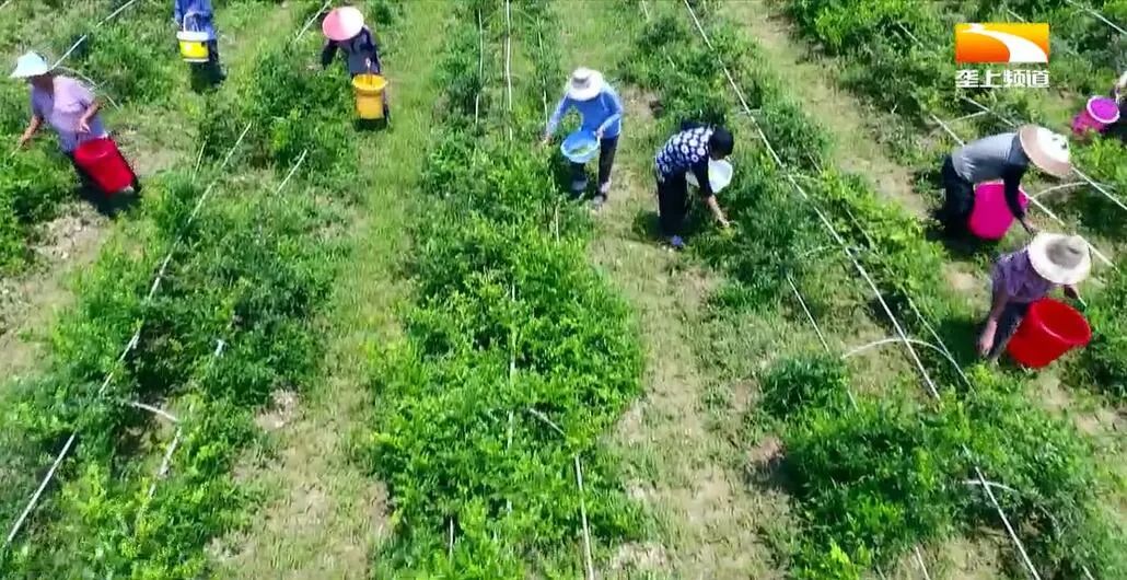 广西恩施富硒茶哪里有卖