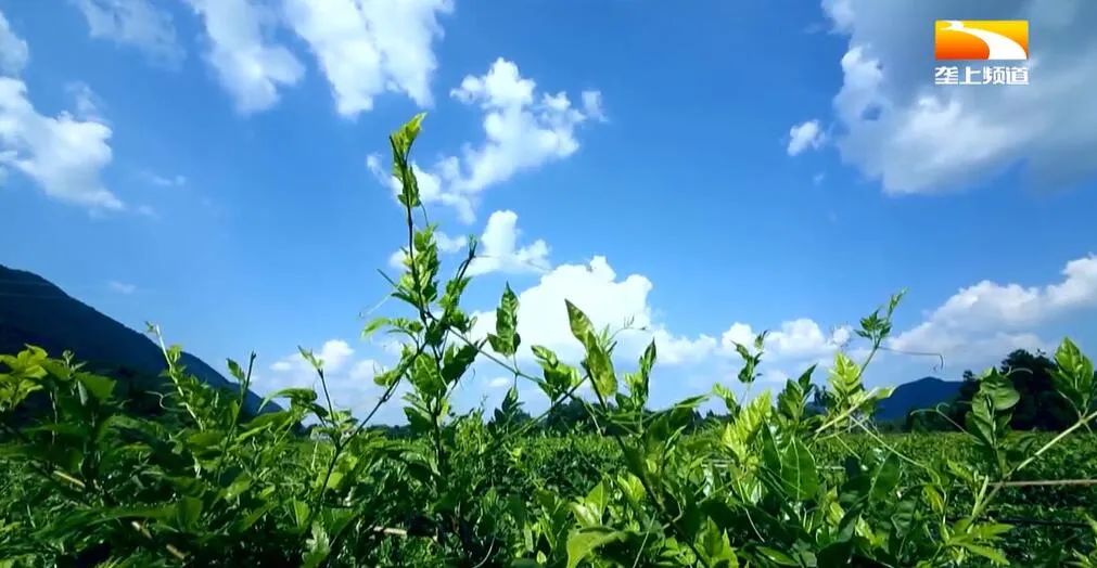 广西恩施富硒茶哪里有卖