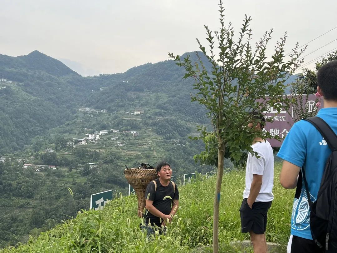 紫阳富硒茶采茶工艺流程