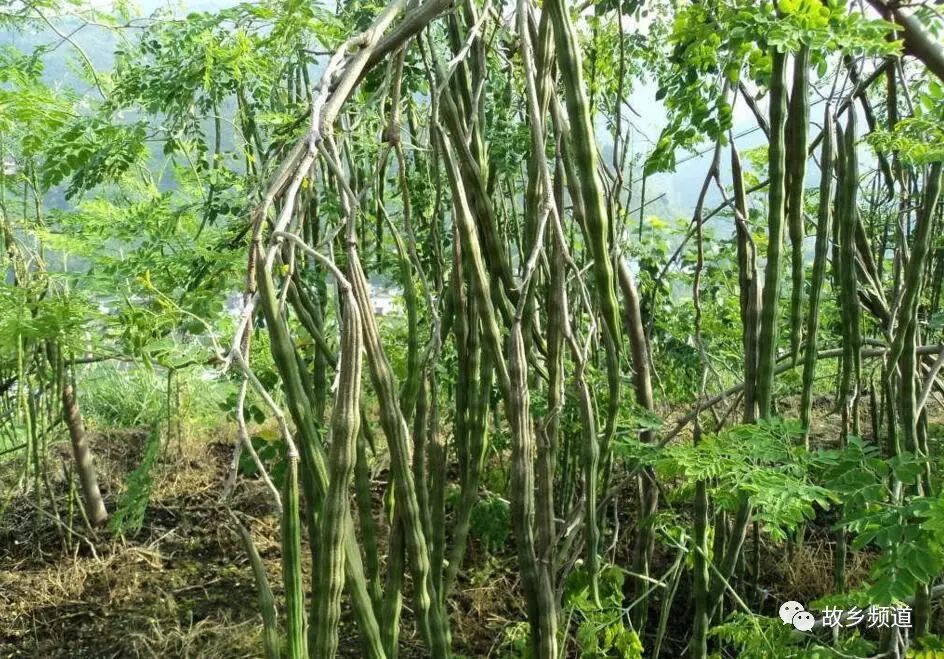 富硒秋葵金花葵茶的功效