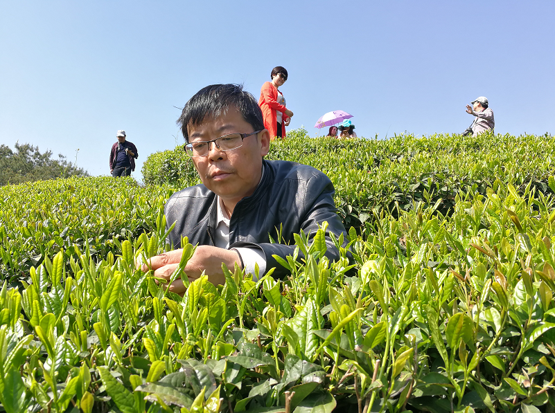 富硒茶产业发展现状论文