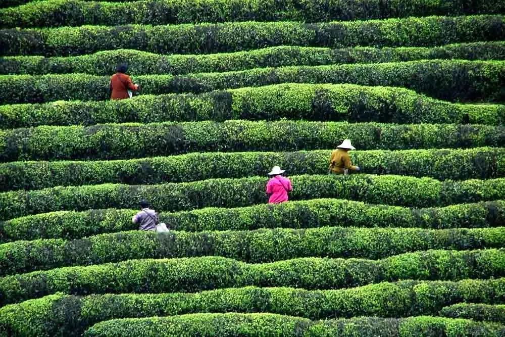 如何泡紫阳富硒茶喝最好