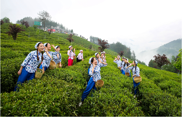 紫阳富硒茶可以长期喝吗